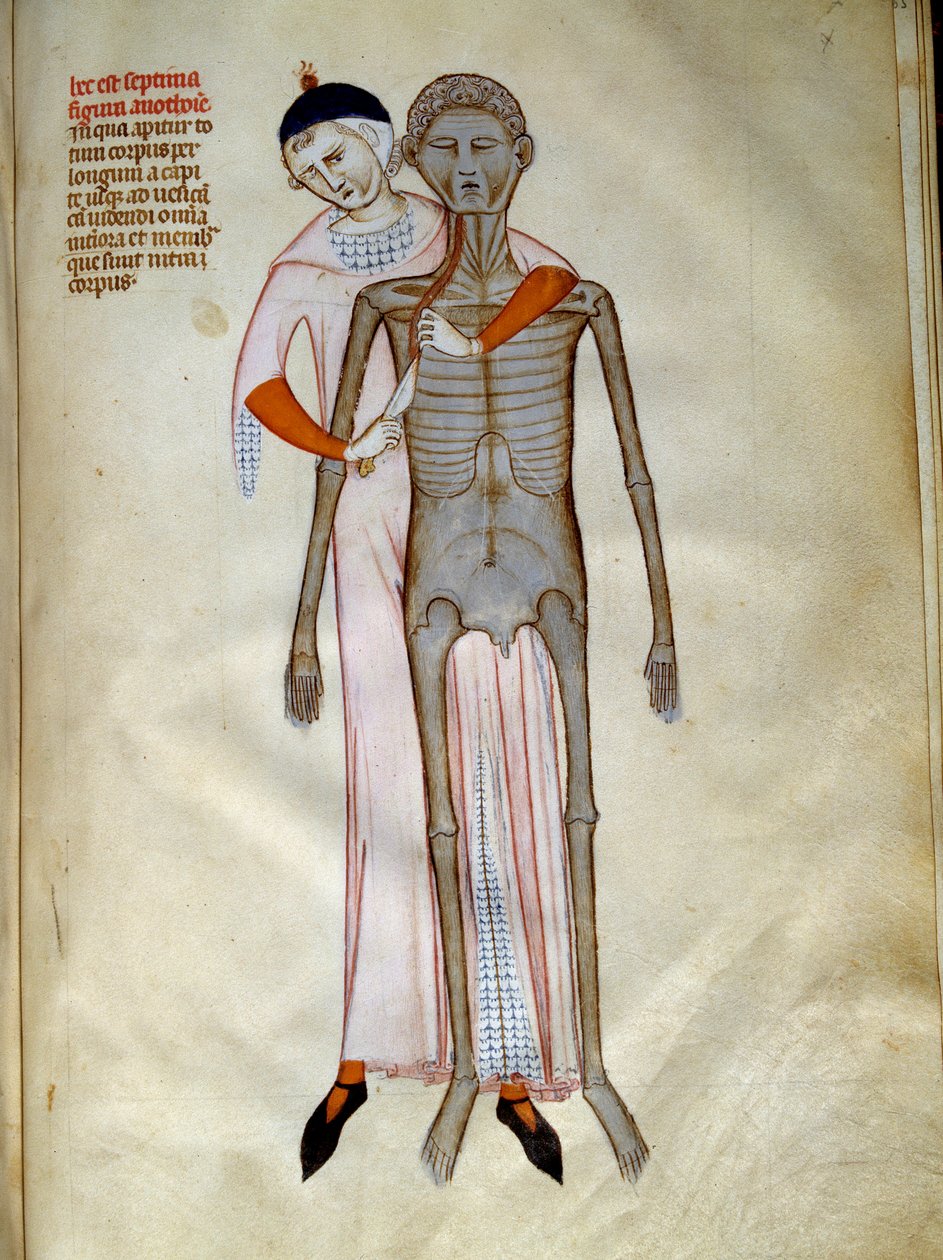 Cerrahi: Toraksın diseksiyonu. Pavia