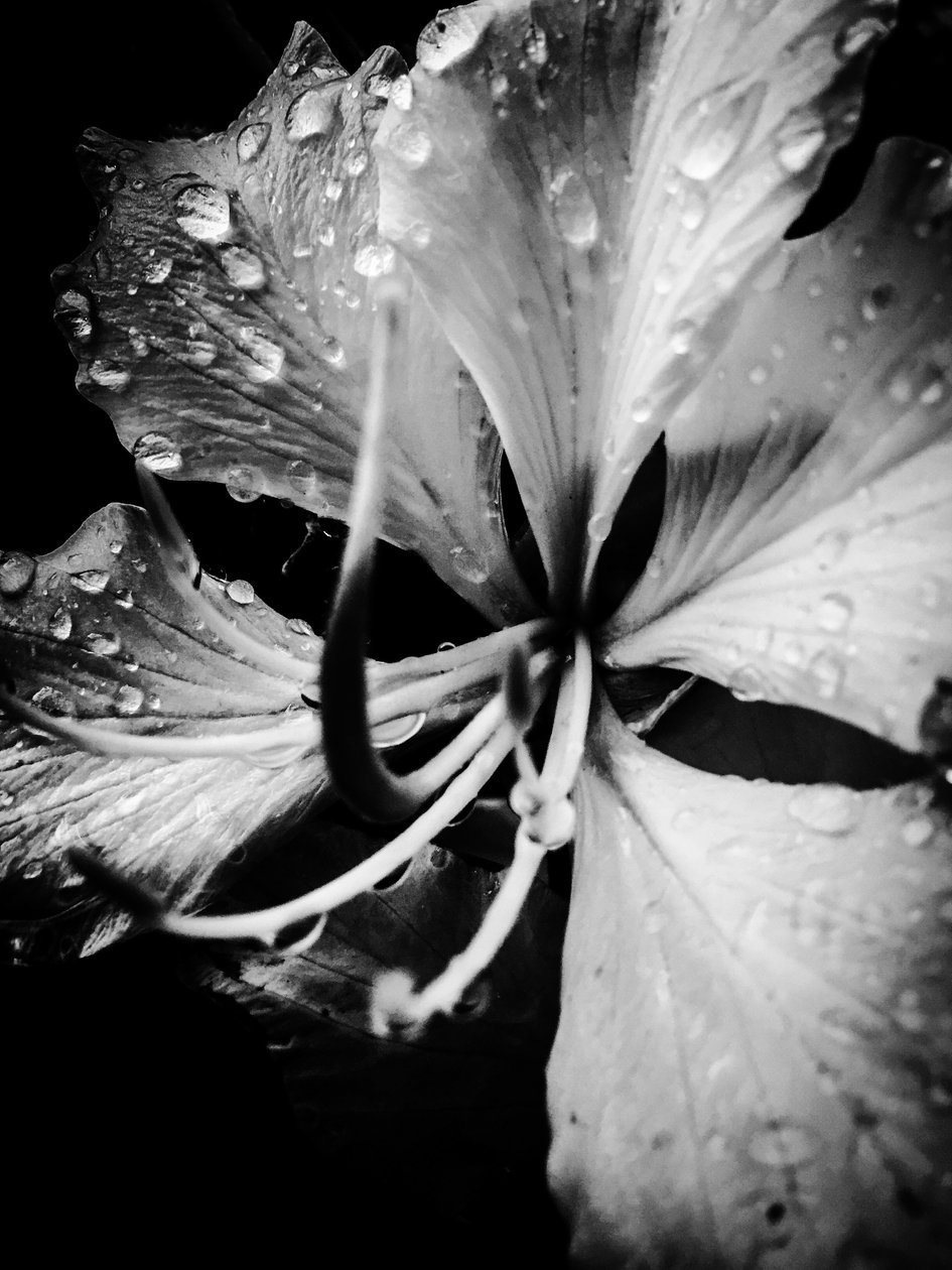  by Guilherme Pontes