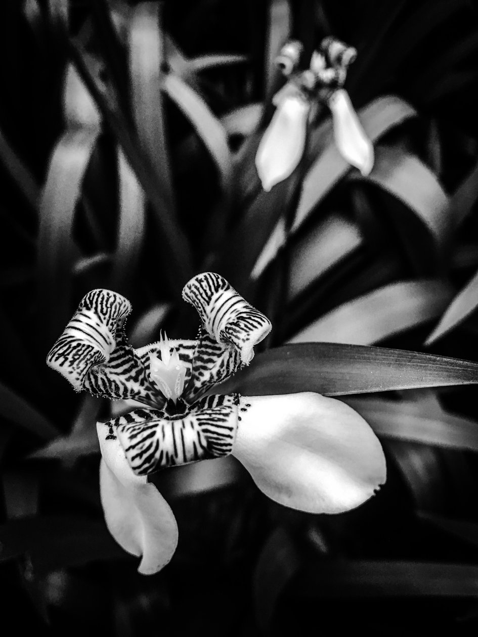  by Guilherme Pontes