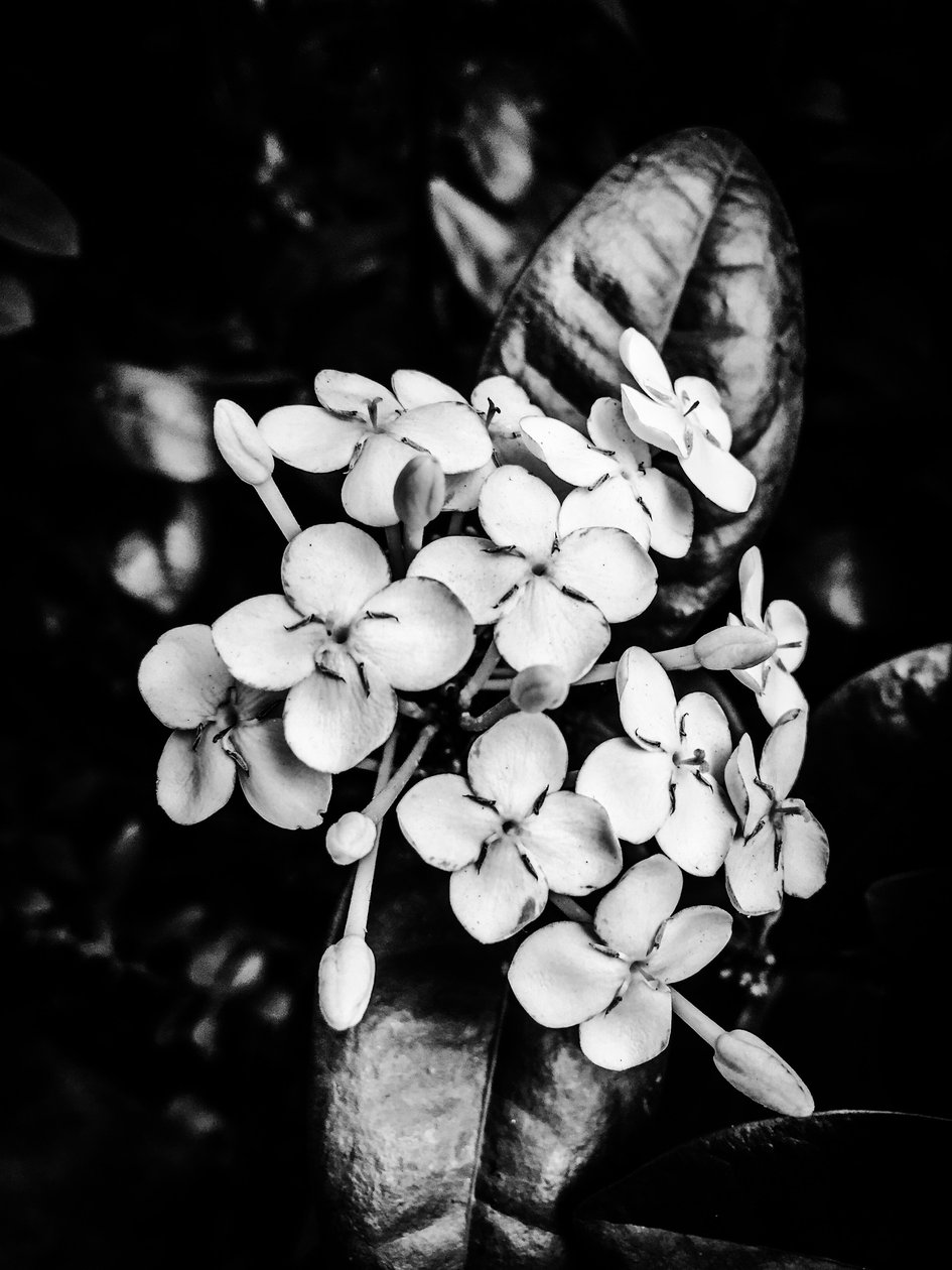  by Guilherme Pontes