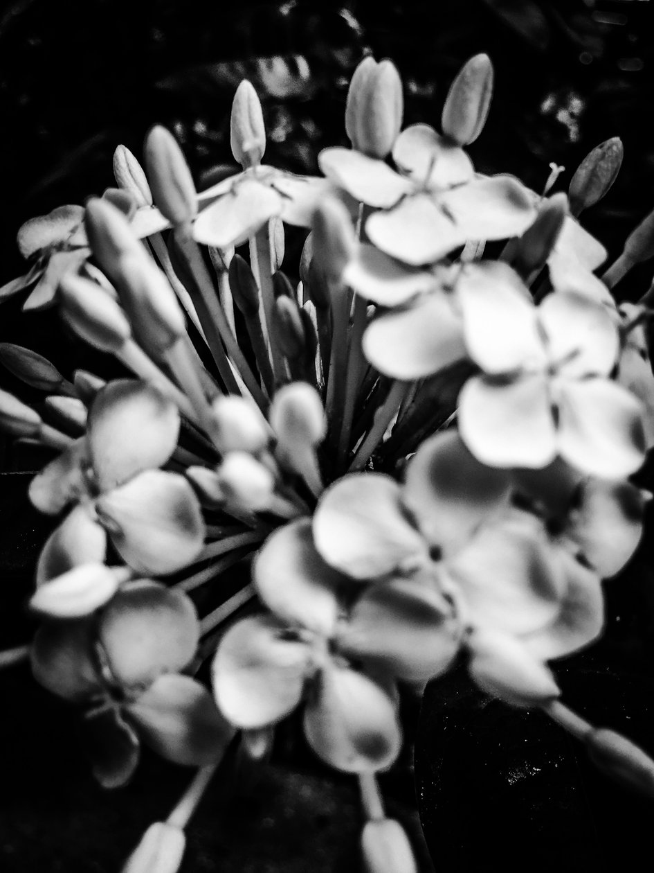  by Guilherme Pontes