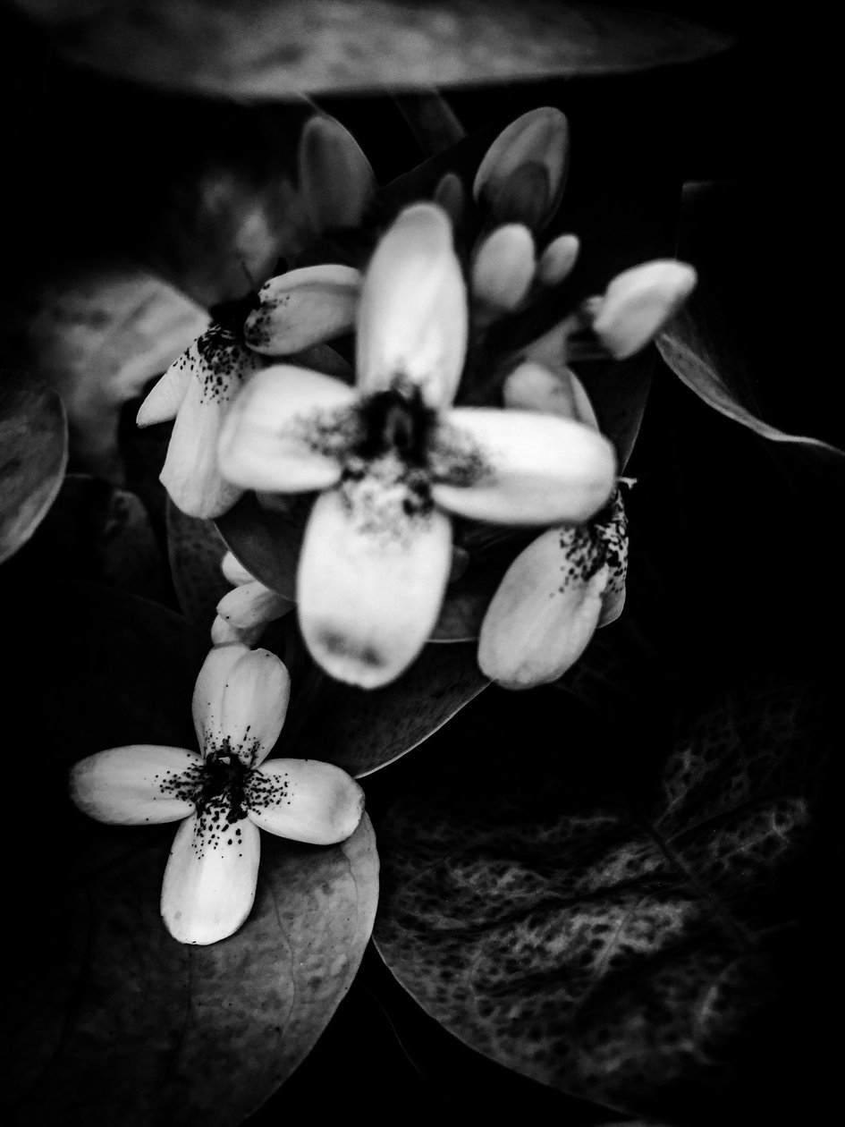  by Guilherme Pontes