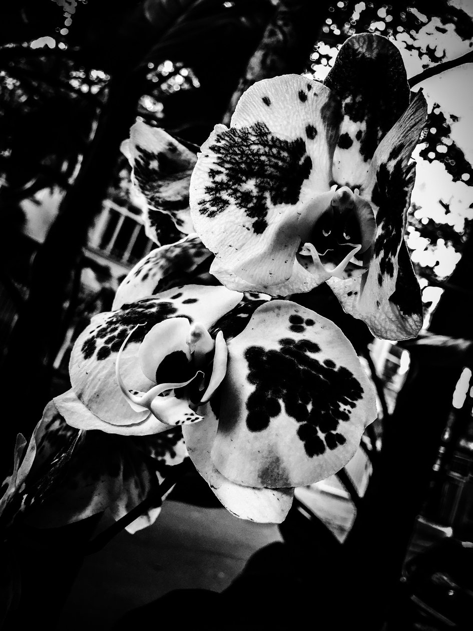  by Guilherme Pontes