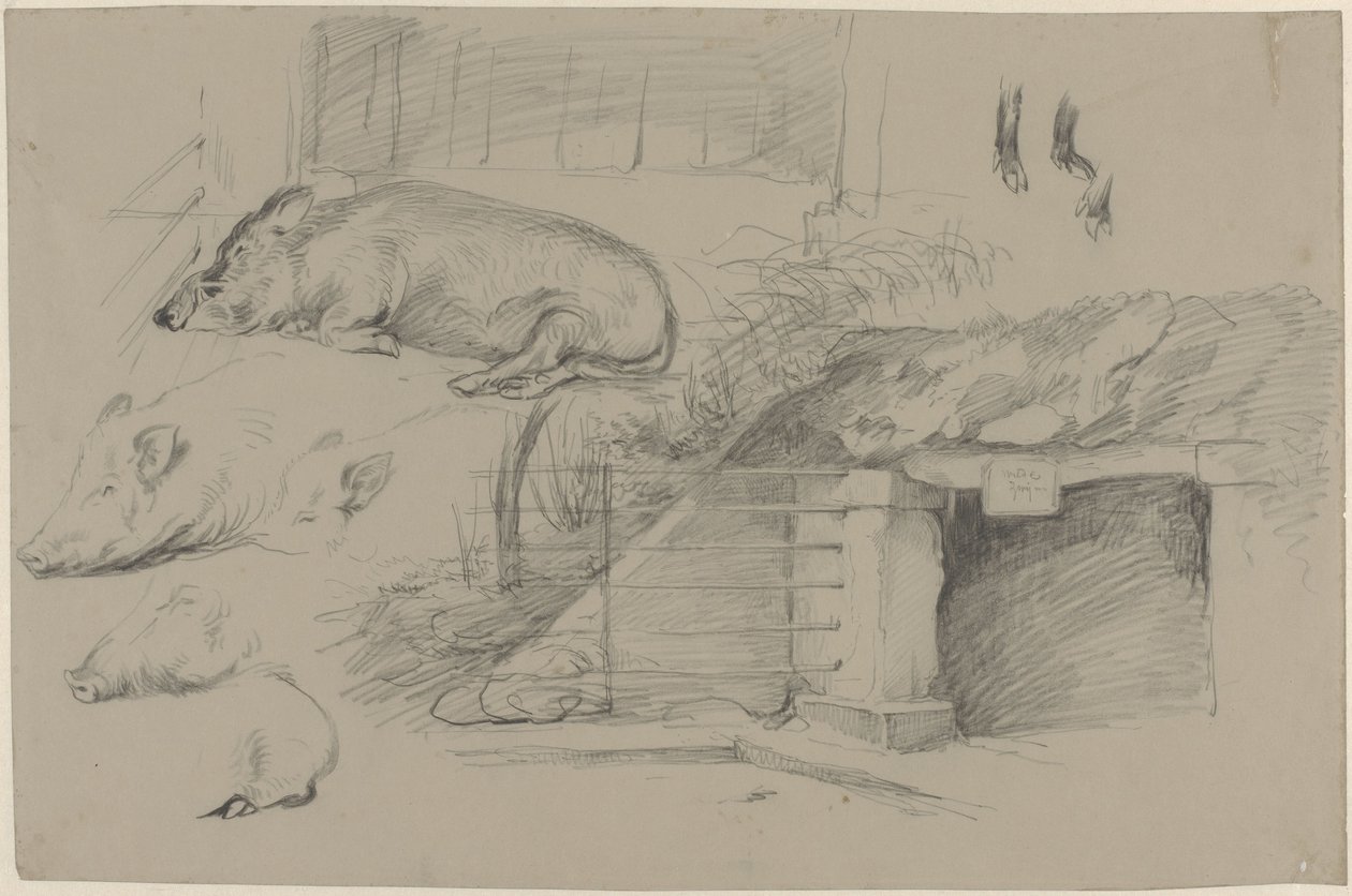 Artis'teki yaban domuzu parkında domuz çalışmaları içeren eskiz sayfası by Guillaume Anne van der Brugghen