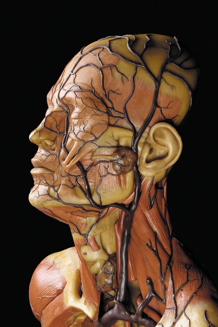 Kasları, atardamarları ve damarları, dolaşımı ve sinir sistemini gösteren erkek anatomik ekorche modelinin detayı by Gustav Zeiller