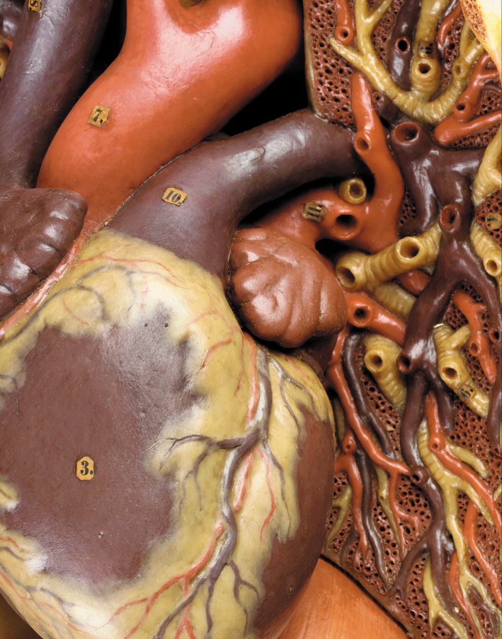 Kasları, atardamarları ve damarları, dolaşımı ve sinir sistemini gösteren erkek anatomik ekorche modelinin detayı by Gustav Zeiller
