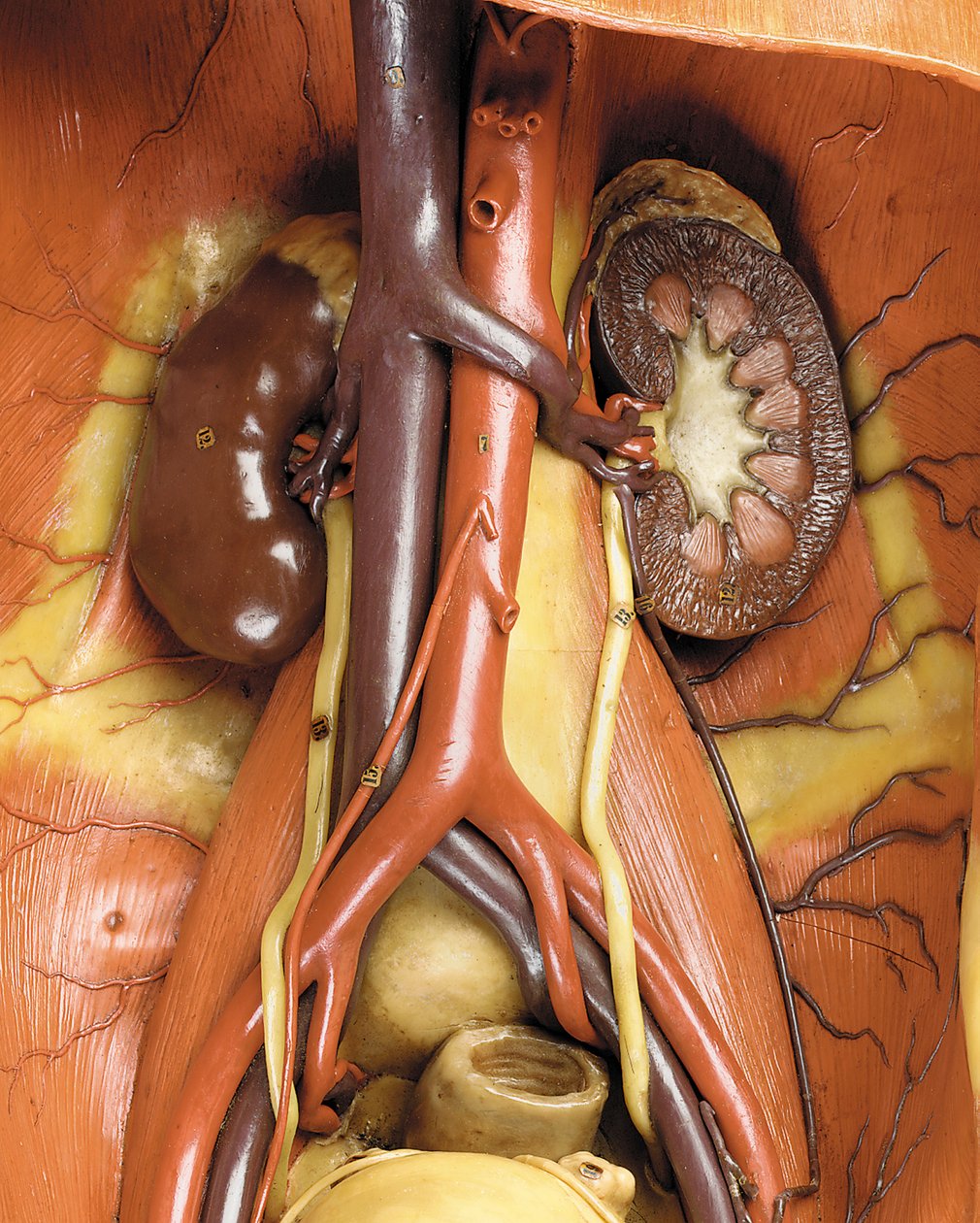 Kasları, atardamarları ve damarları, dolaşımı ve sinir sistemini (mum) gösteren erkek anatomik ekorche modelinin detayı (ayrıca bkz. 469822 ila 469827) by Gustav Zeiller
