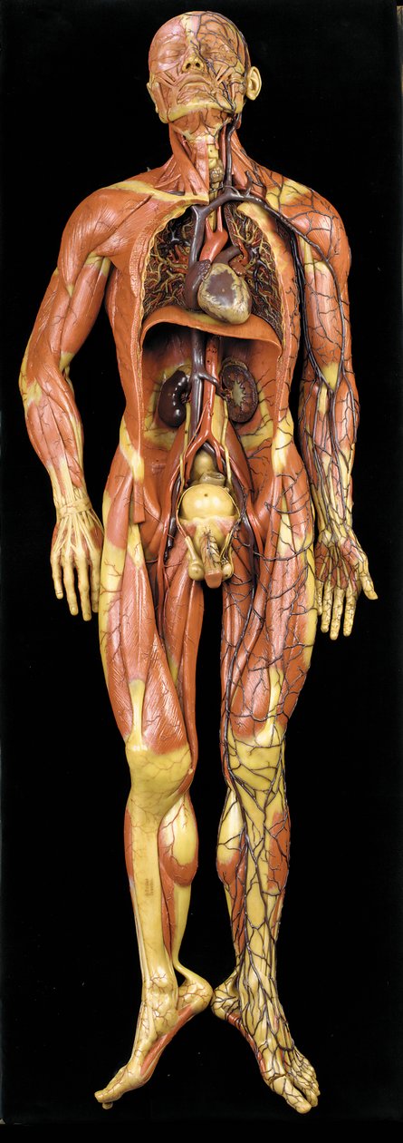 Erkek anatomik ecorche modeli, kasları, arterleri ve damarları, dolaşımı ve sinir sistemini gösterir. by Gustav Zeiller