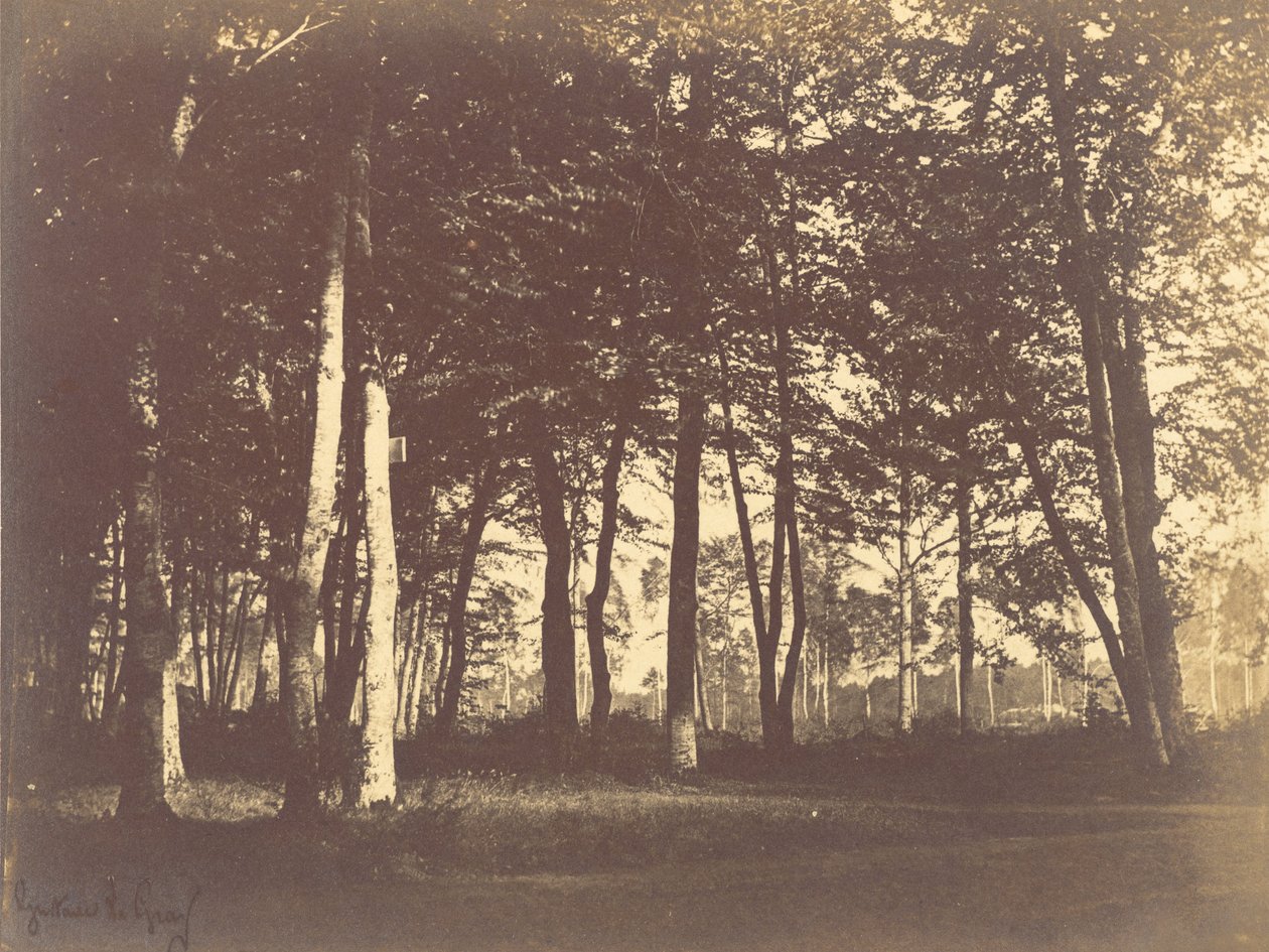 Ağaçların ve Yolların İncelenmesi by Gustave Le Gray