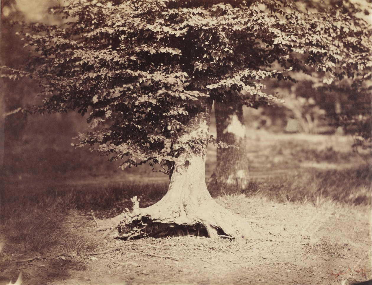 Kayın Ağacı by Gustave Le Gray