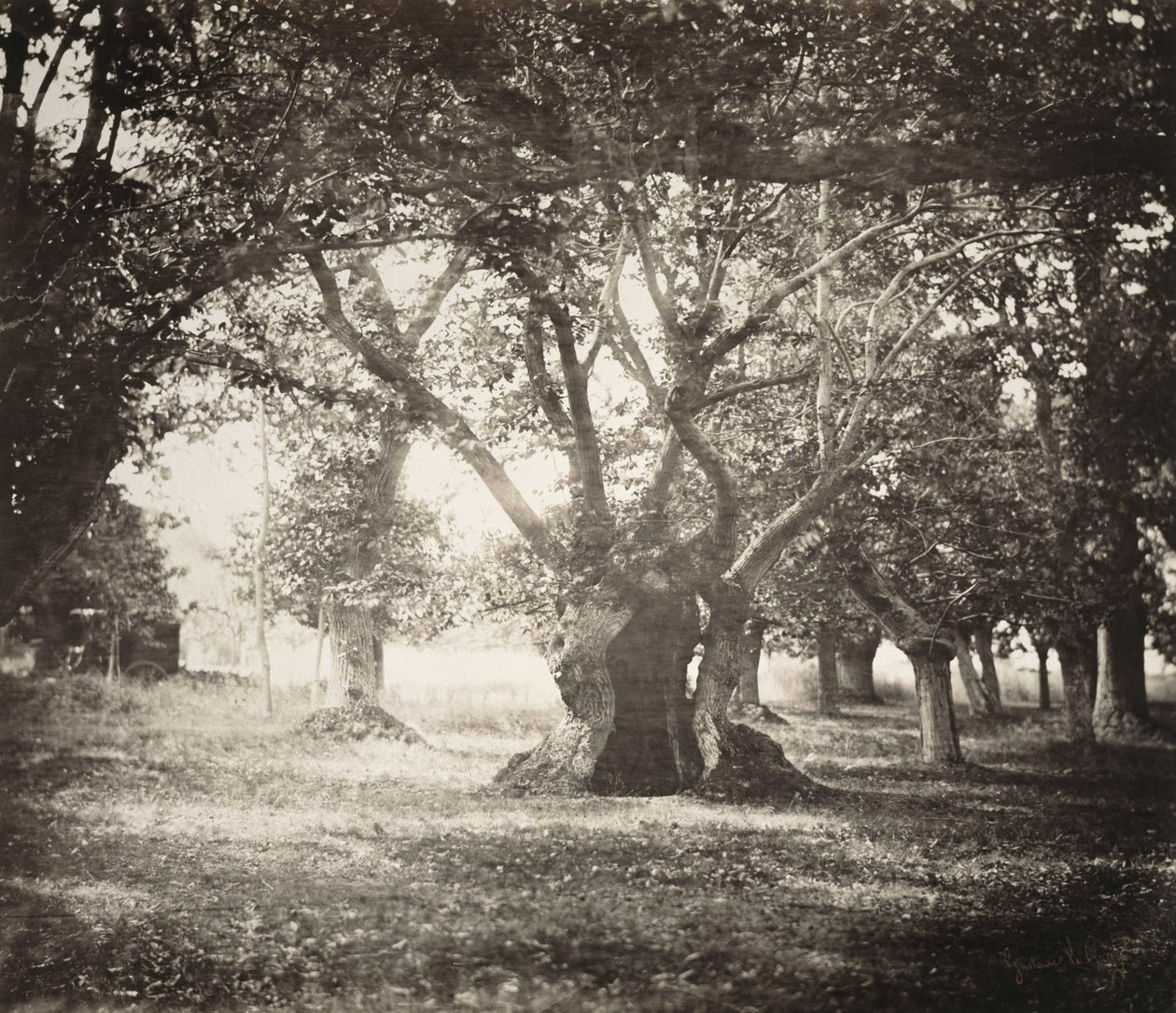 Ağaç, Fontainebleau Ormanı by Gustave Le Gray