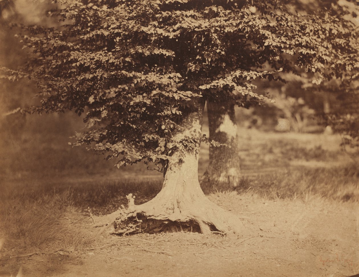 Kayın Ağacı, Fontainebleau Ormanı, c. 1856. by Gustave Le Gray
