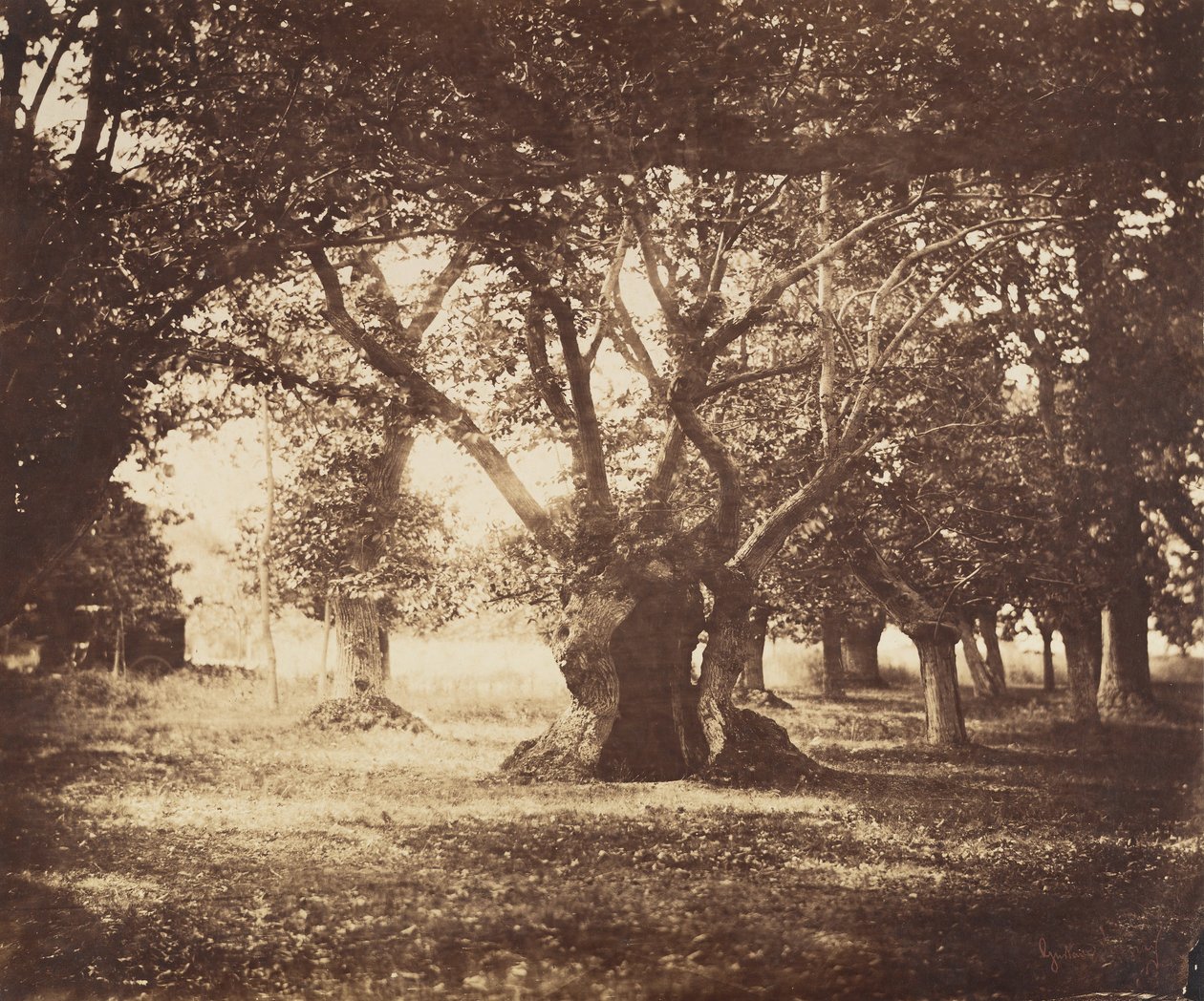 İçi Boş Meşe Ağacı, Fontainebleau, 1855-57. by Gustave Le Gray
