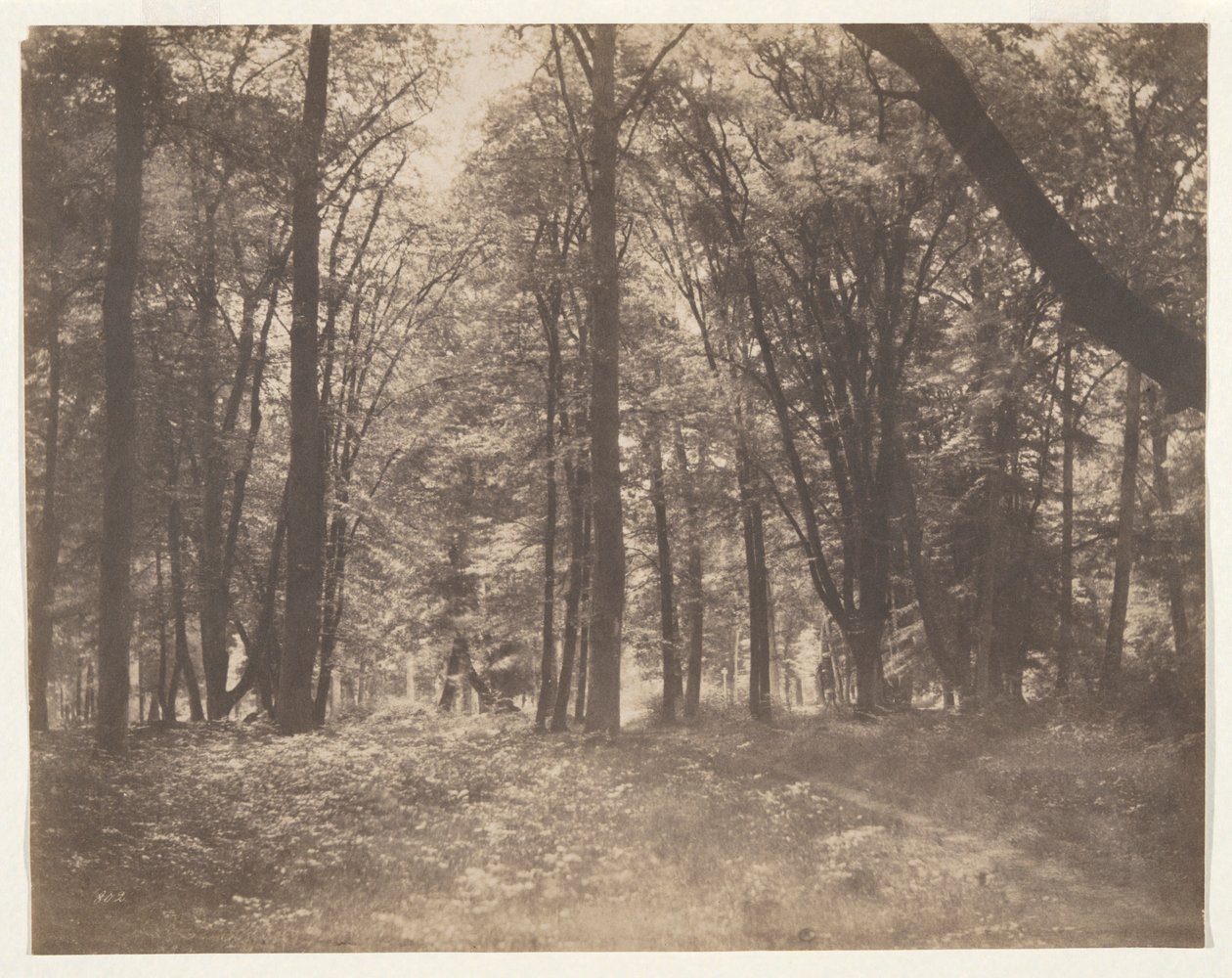 La forêt de Fontainebleau (Fontainebleau