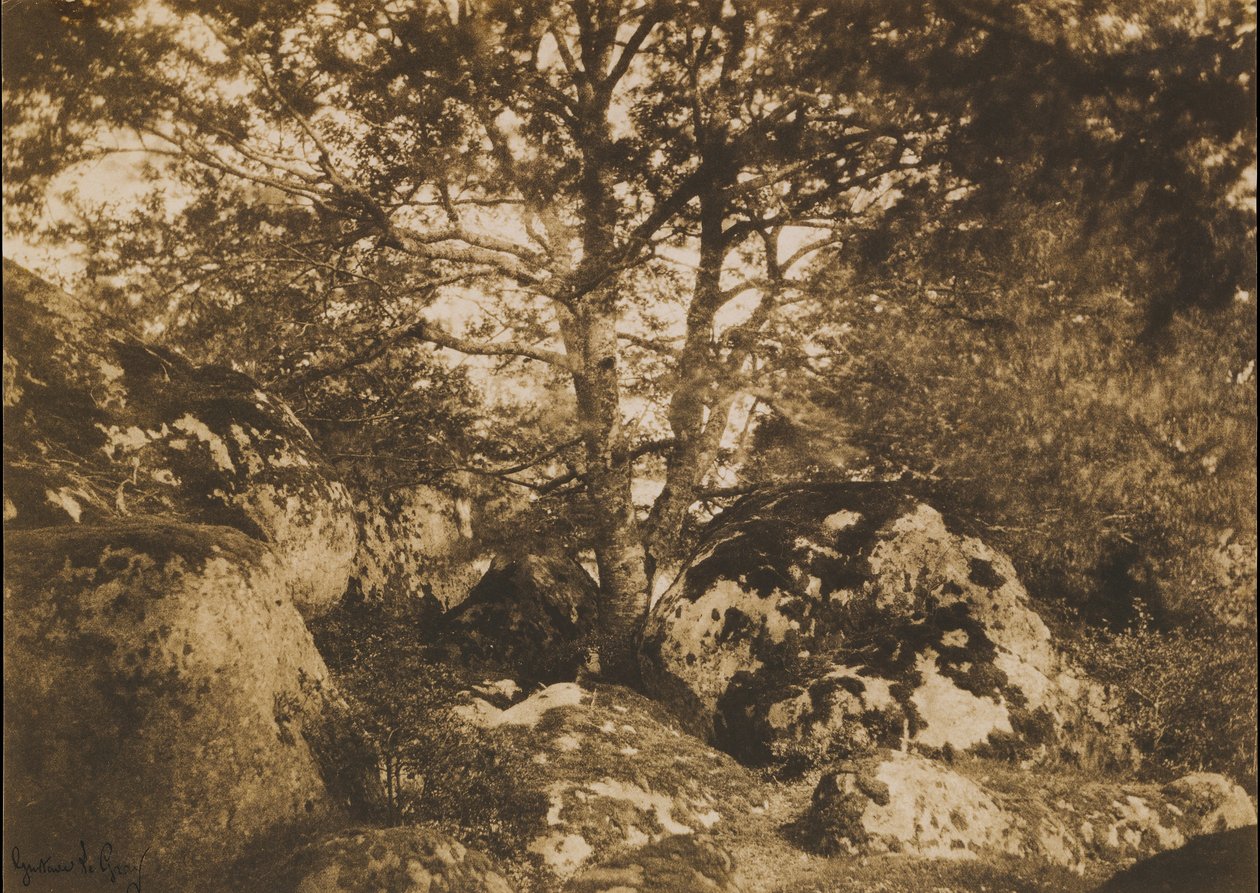 [Meşe Ağacı ve Kayalar, Fontainebleau Ormanı], 1849-52. by Gustave Le Gray