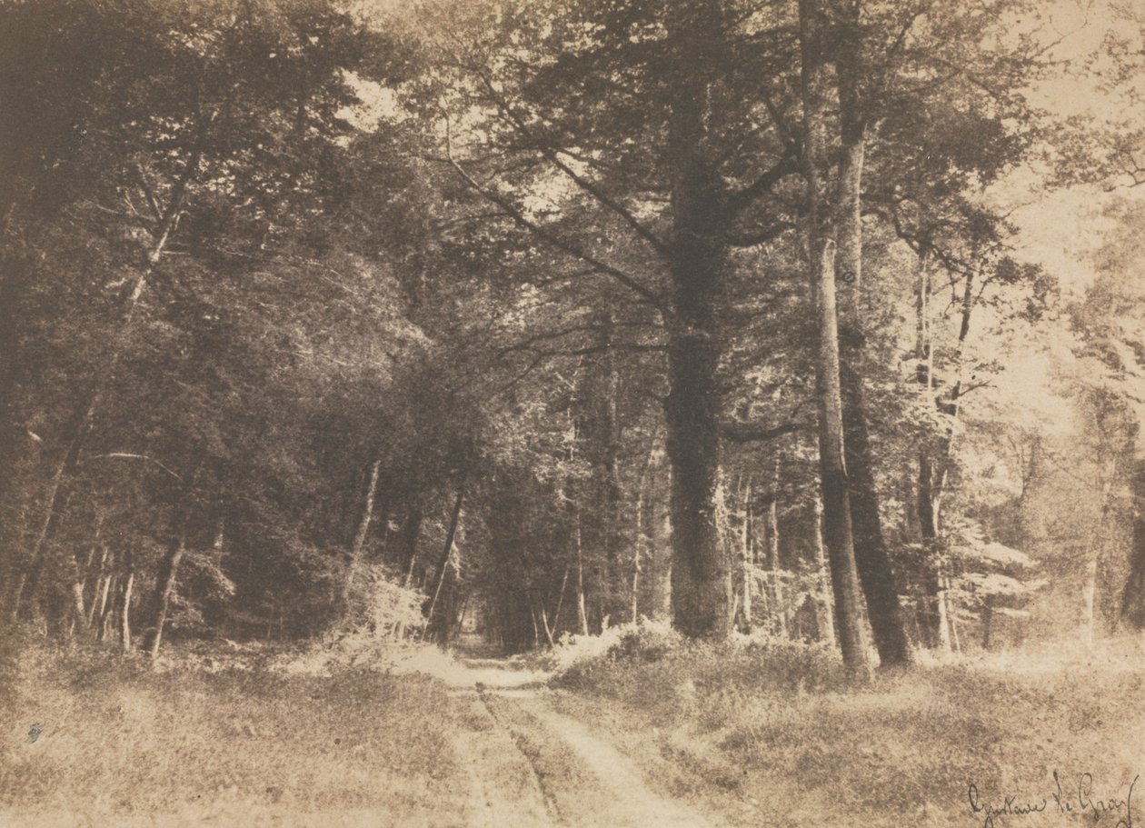 Fontainebleau Ormanı