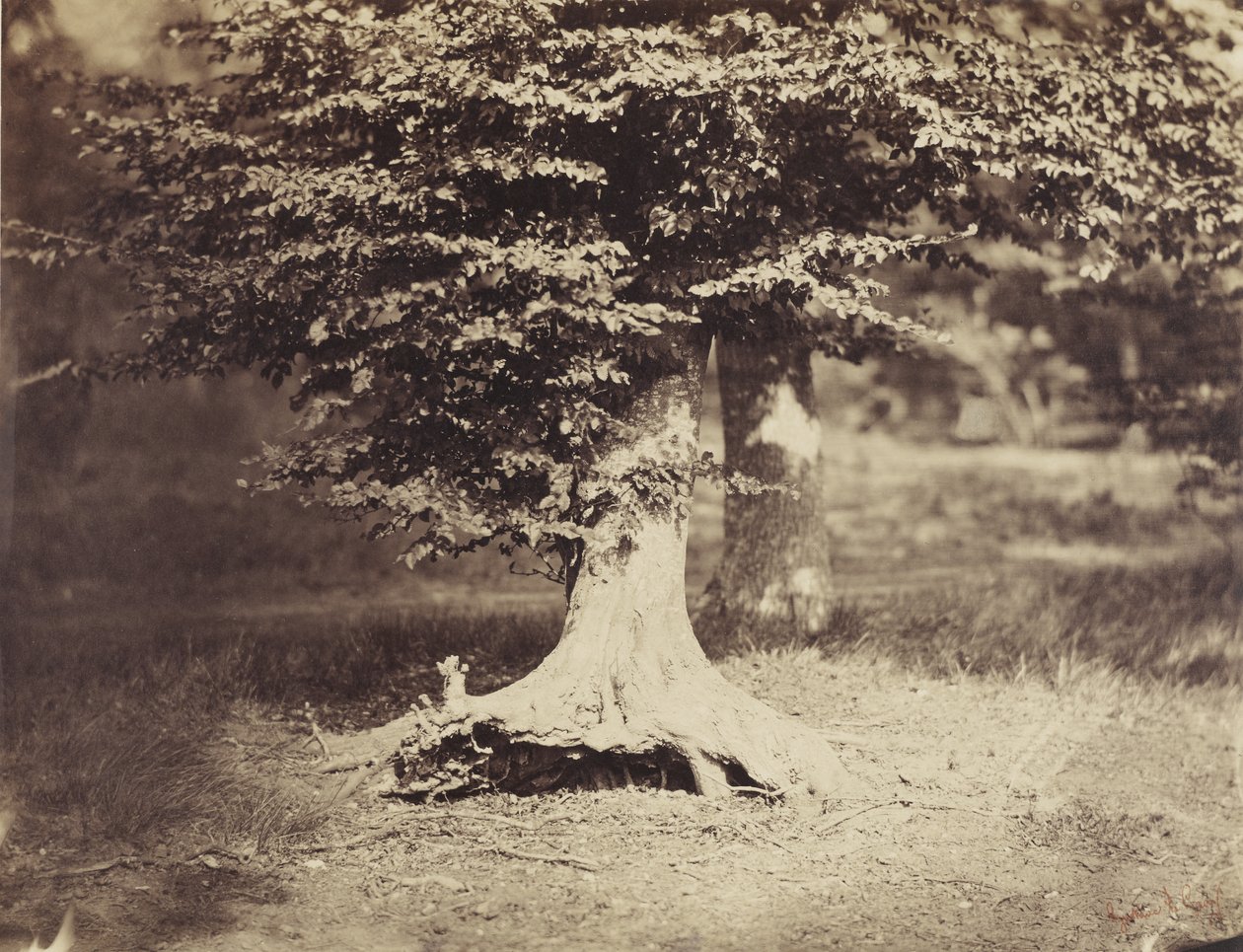 Kayın Ağacı, c.1855-7 (s/b fotoğraf) by Gustave Le Gray
