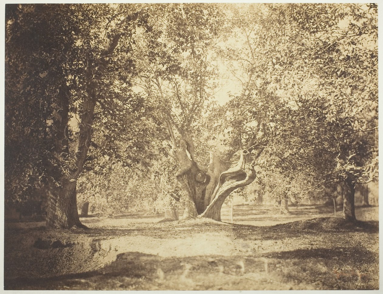 Ağaç, Fontainebleau Ormanı by Gustave Le Gray