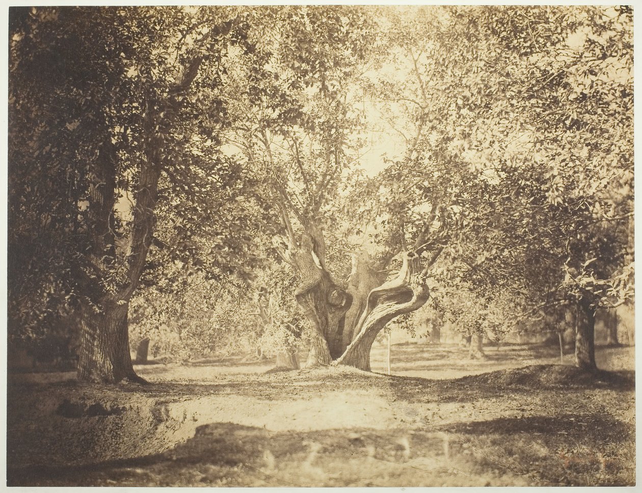 Ağaç, Fontainebleau Ormanı, c. 1856. by Gustave Le Gray