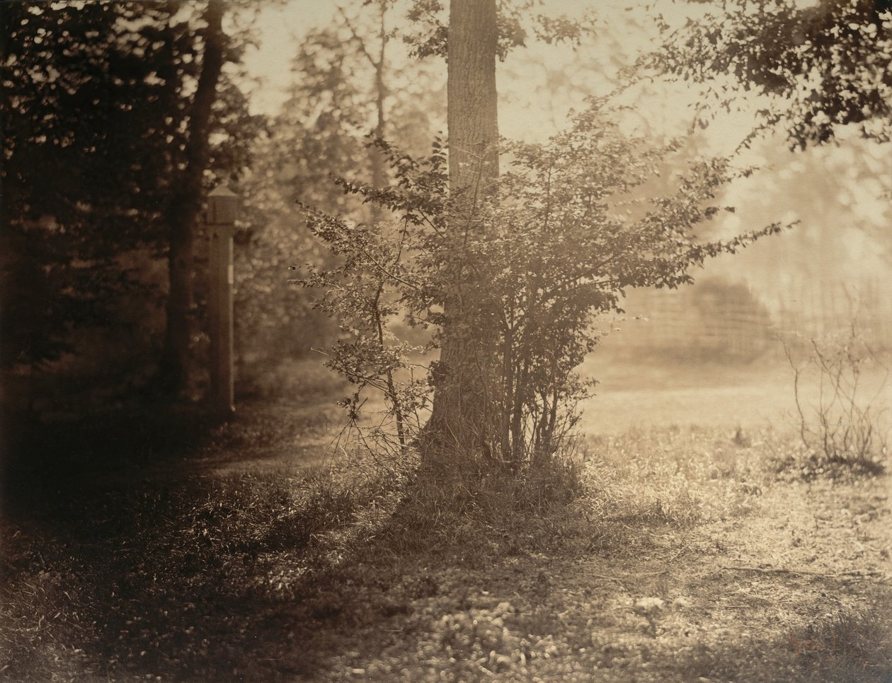 Ağaç Çalışması, Fontainebleau Ormanı, yak. 1856. by Gustave Le Gray