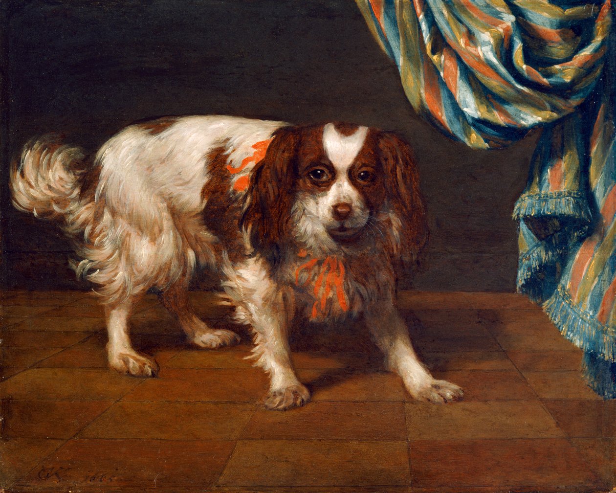 Bir King Charles Spaniel (panelde yağ) by Gysbert van de Kuyl