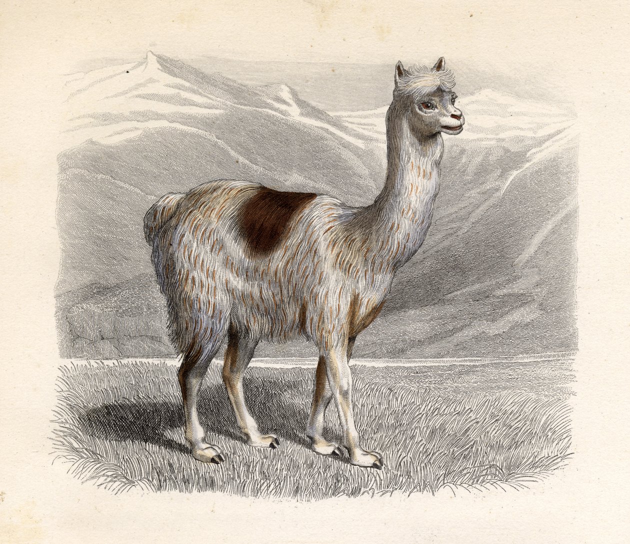 E. Ramus tarafından oyulmuş Lama by H. Gobin