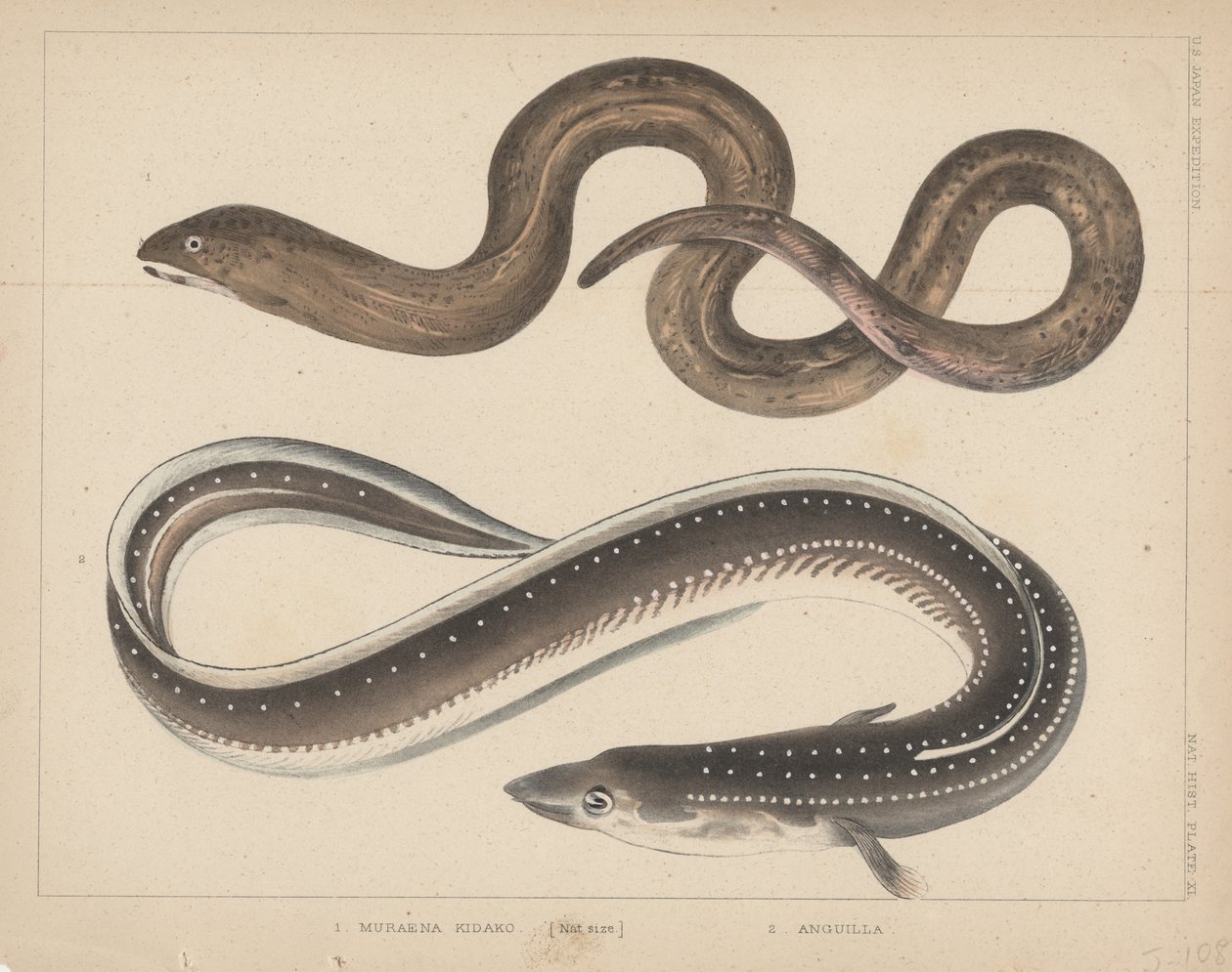 1. Muraena Kidako, 2. Anguilla, 1855 by H. Patterson