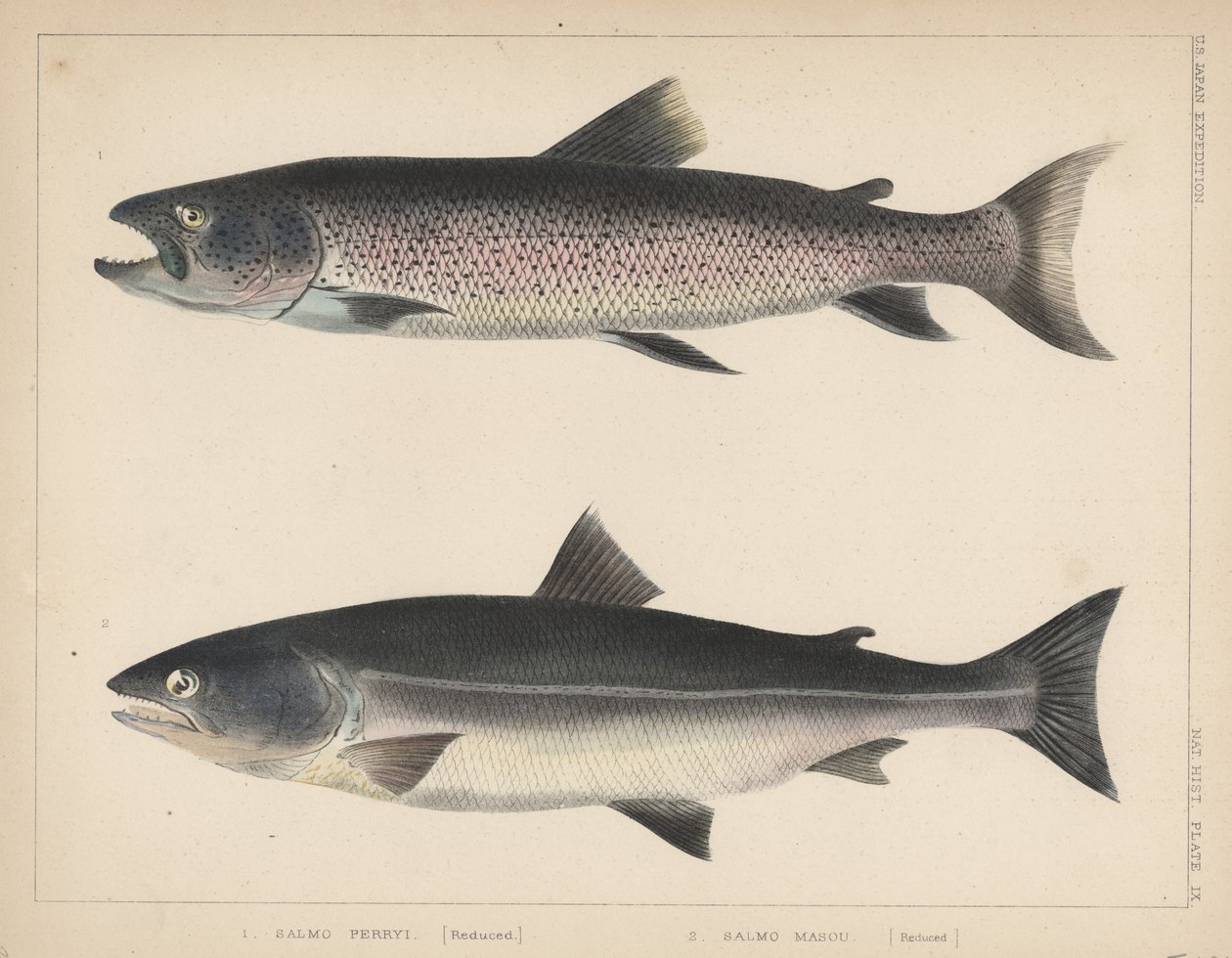 1. Salmo Perryi (indirgenmiş), 2. Salmo Masou (İndirgenmiş), 1855 by H. Patterson