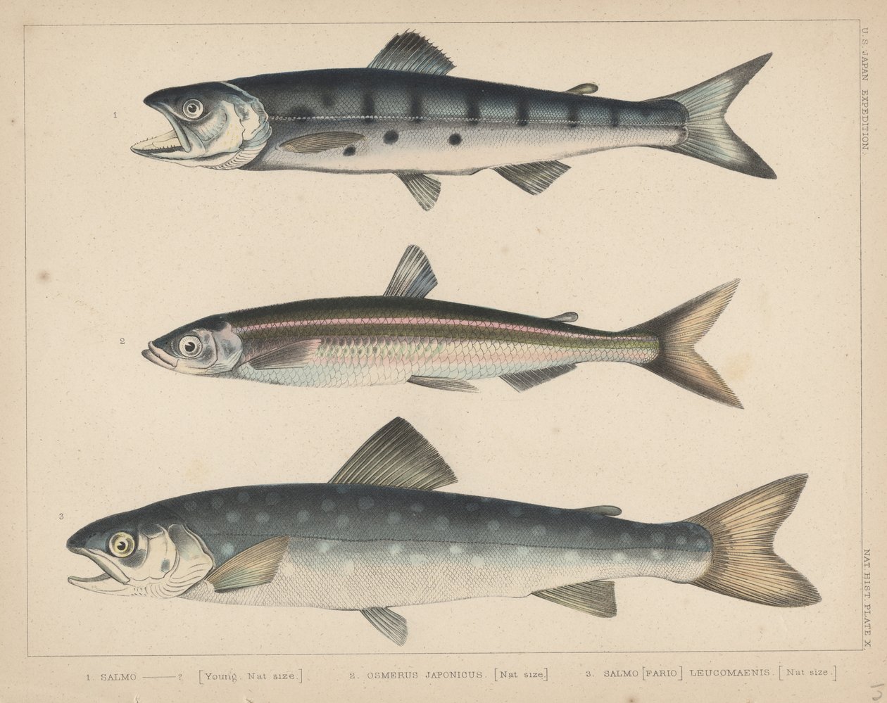 1. Somon, 2. Osmerus Japonicus, 3. Salmo (Fario) Leucomaenis, 1855 by H. Patterson
