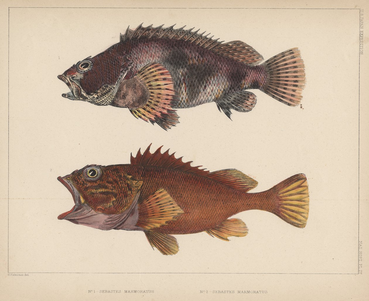 Sebastes Marmoratus, 1855 by H. Patterson