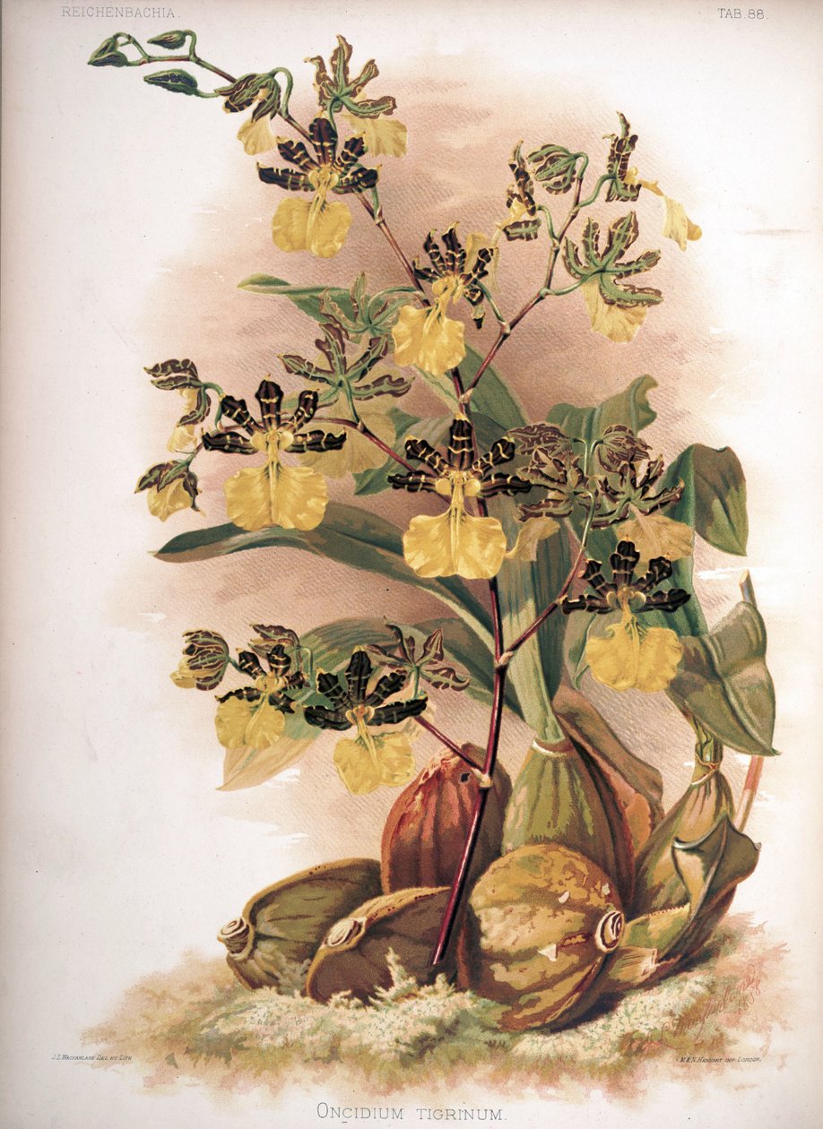 oncidium tigrinum by H. Sotheran and Co.