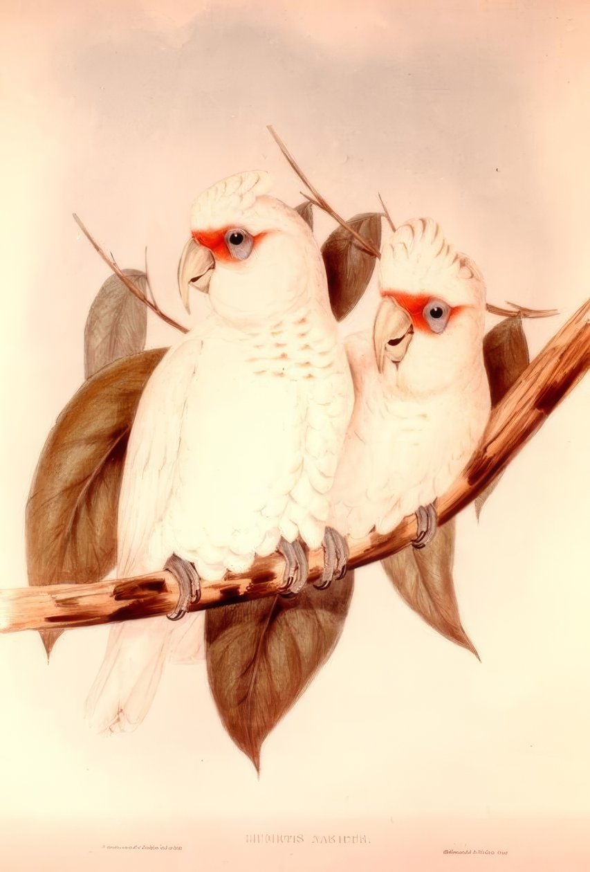LİKMETİS by H.C. Richter