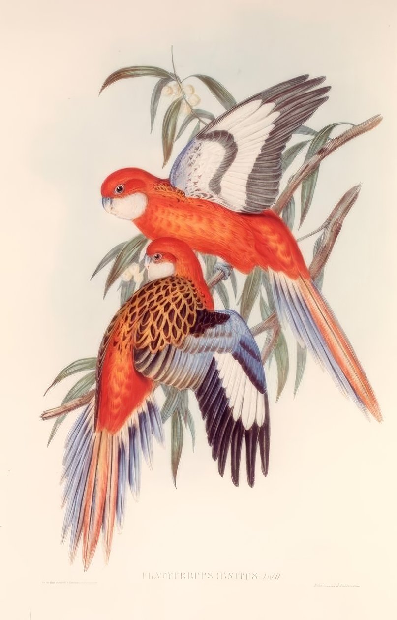 ateşli tabak by H.C. Richter