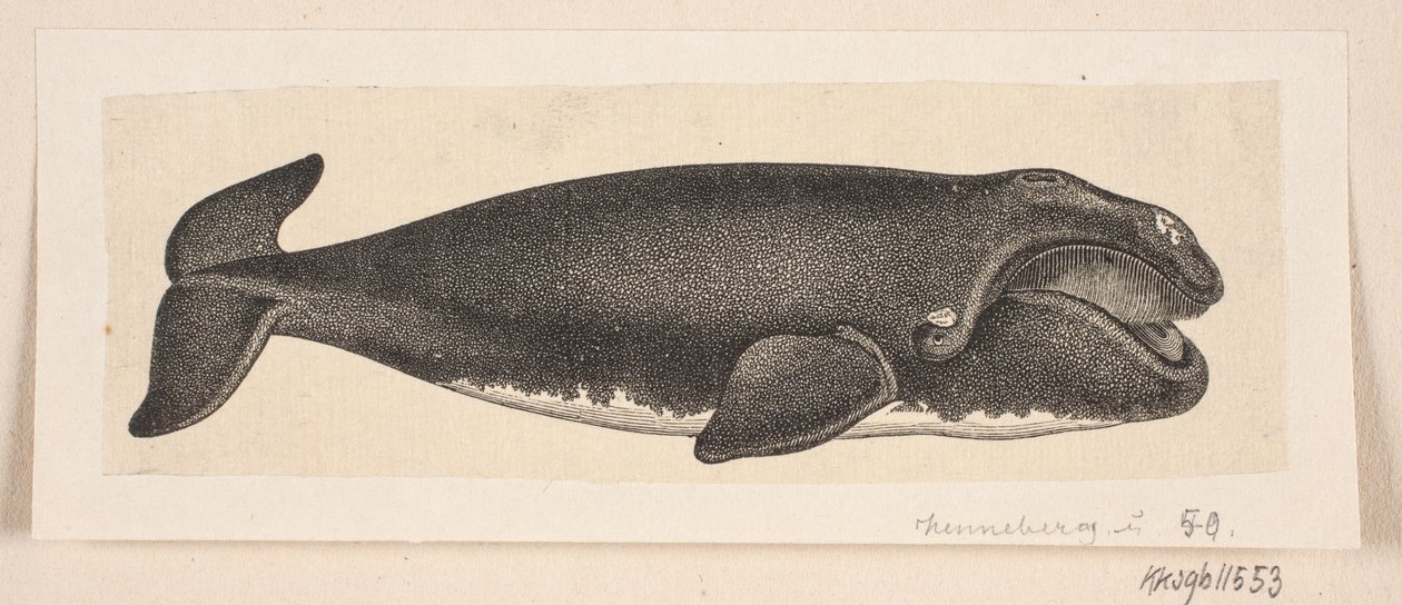 Bir balina by H. C. Henneberg