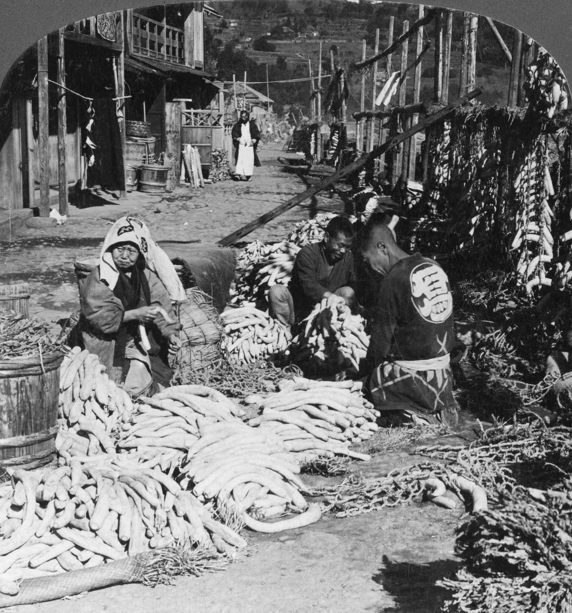 Sahilde Japon turplarını ayırma ve paketleme, Atami, Japonya, 1906 by H. C. White