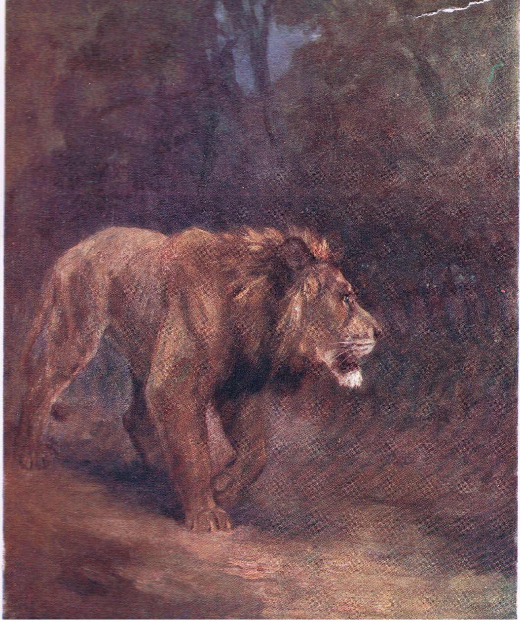 Afrika ormanında bir aslan by H. Dixon