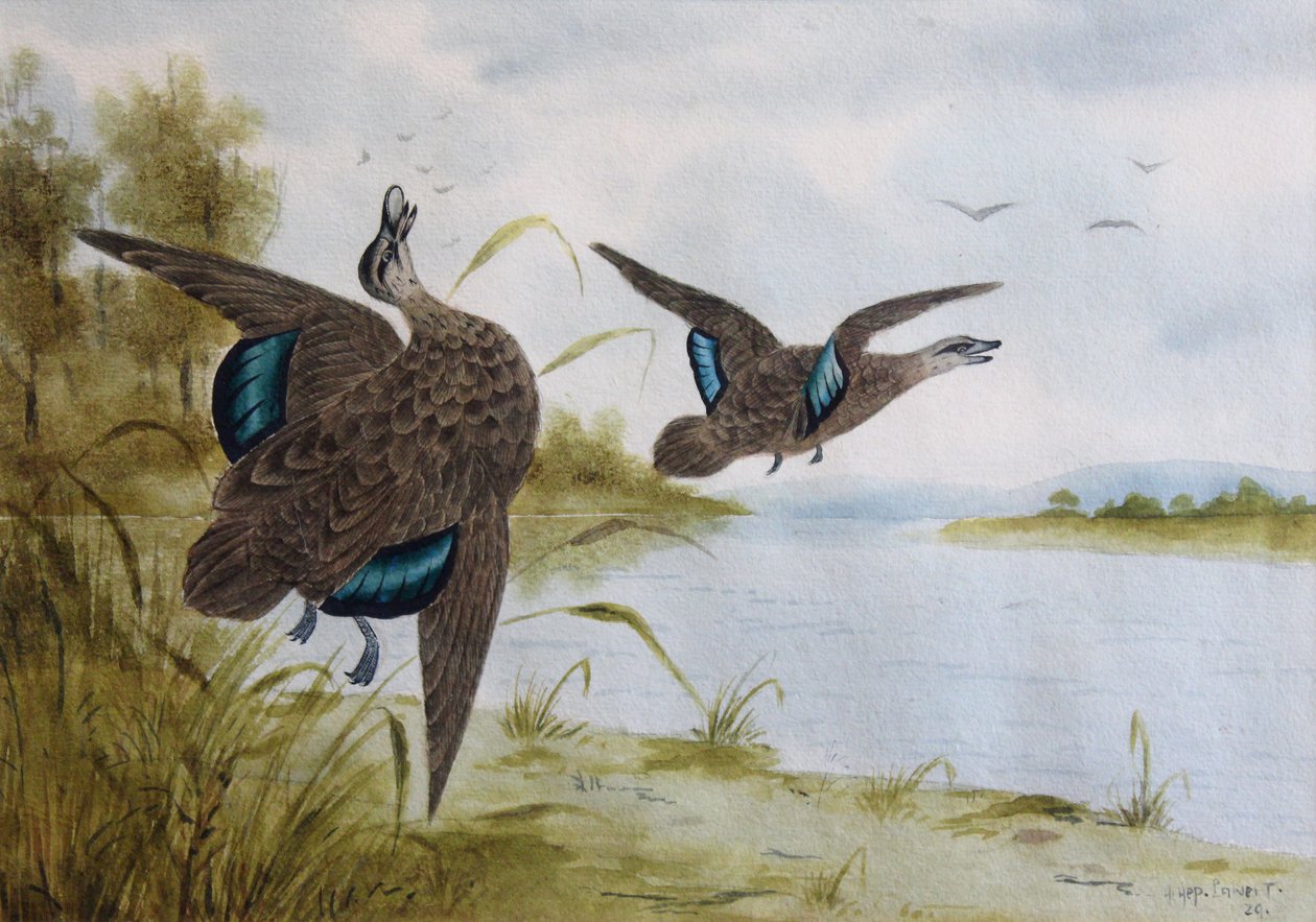 Pasifik siyah ördekleri by H. H. Calvert