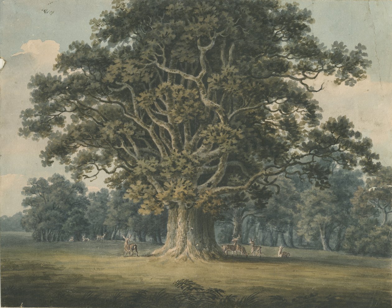 Needwood - Swipcar Oak: suluboya resim ve [?19. yüzyılın başlarında] by H Moore