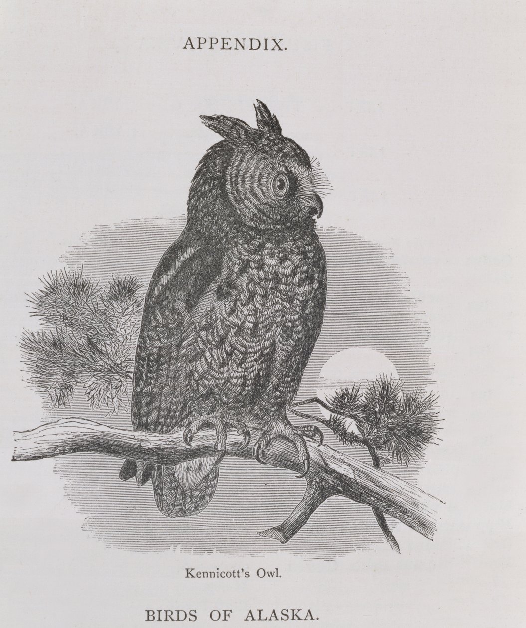 Kennicotts Owl, from Alaska and its Resources, William H. Dall tarafından, H. H. Nicholls tarafından oyulmuş, pub. 1870 by H. W., Elliot