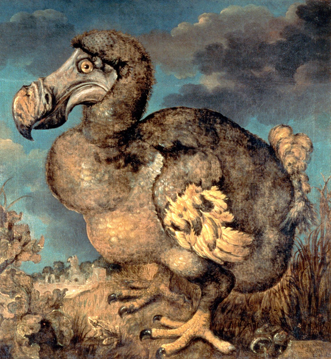 Dodo, 1651 by Hans I Savery