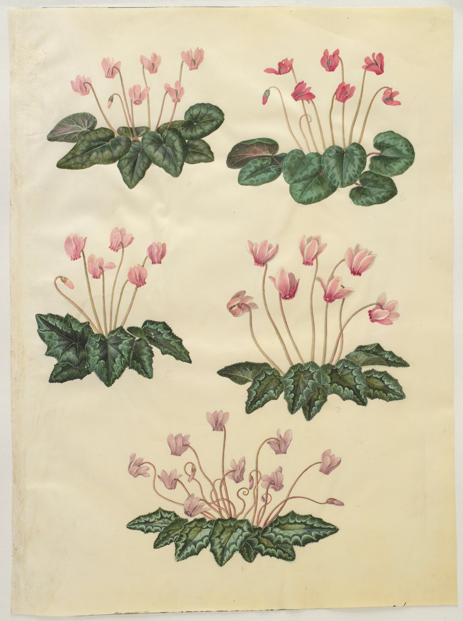 Siklamen purpurascens; Siklamen hederifolium by Hans Simon Holtzbecker