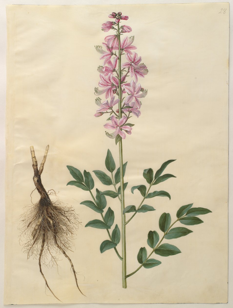 diktamnus albus by Hans Simon Holtzbecker