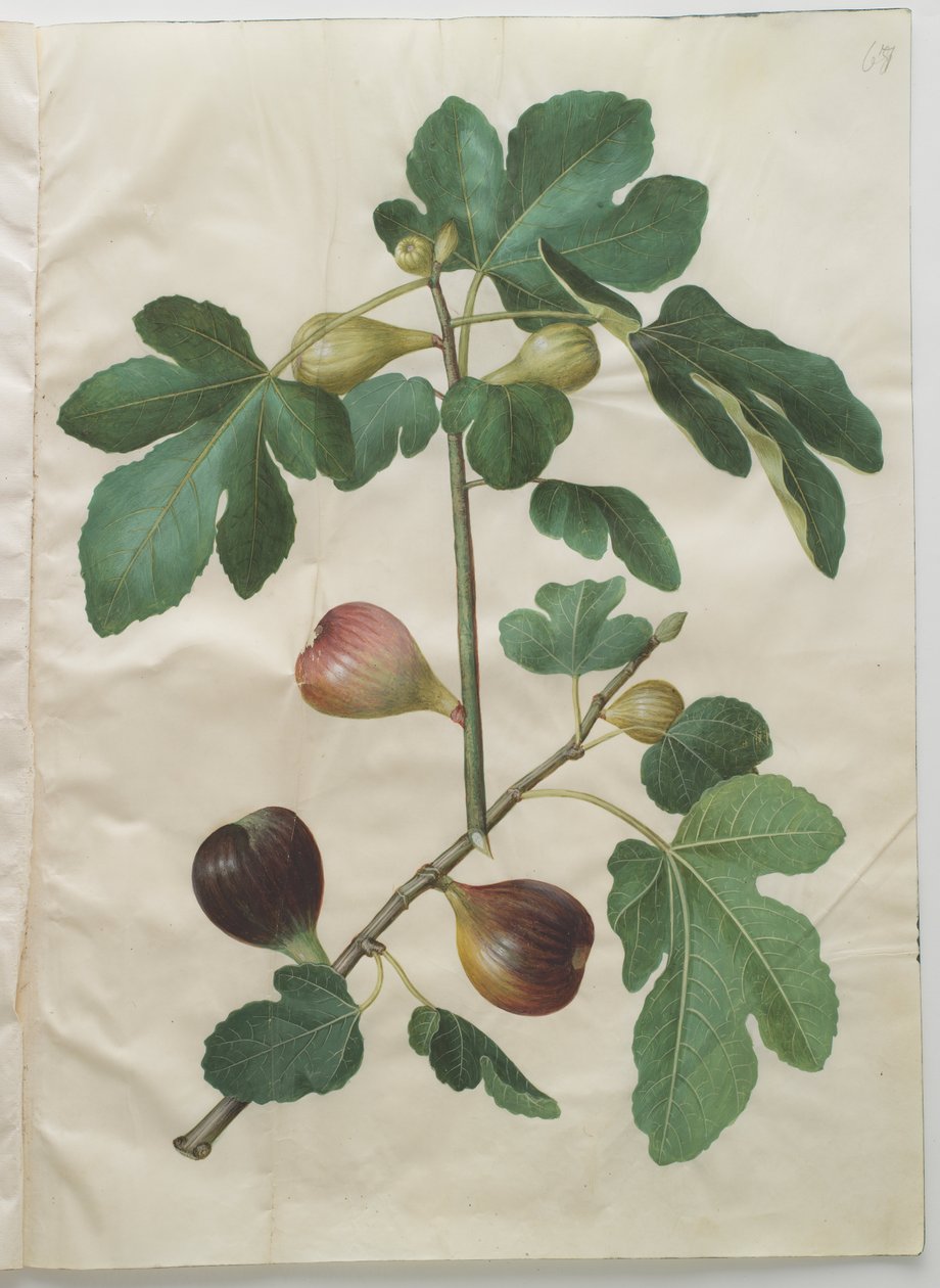 ficus carica by Hans Simon Holtzbecker