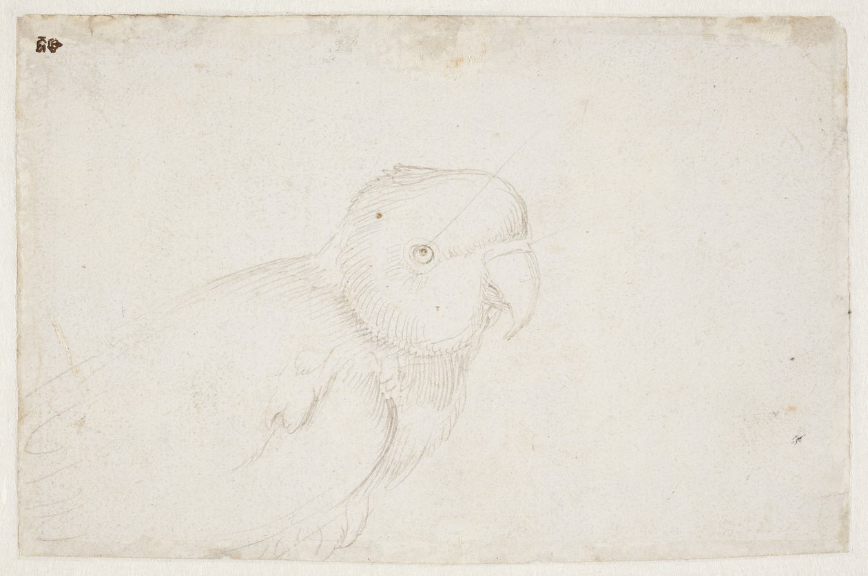 muhabbet kuşu by Hans Baldung Grien