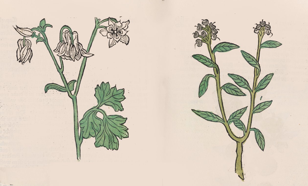 Herbarius - Gart der gesuntheit - Sağlık Bahçesi, 1485 by Hans Schönsperger