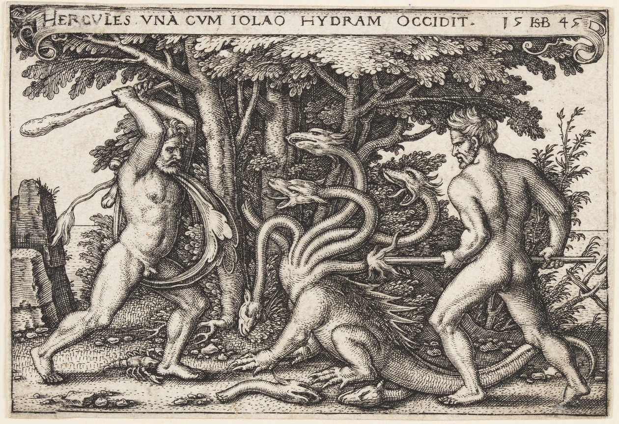 Hydra