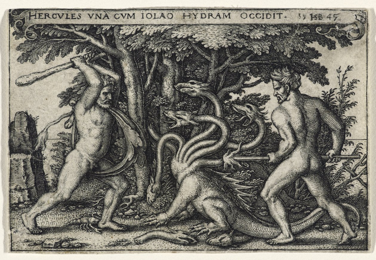 Hydra