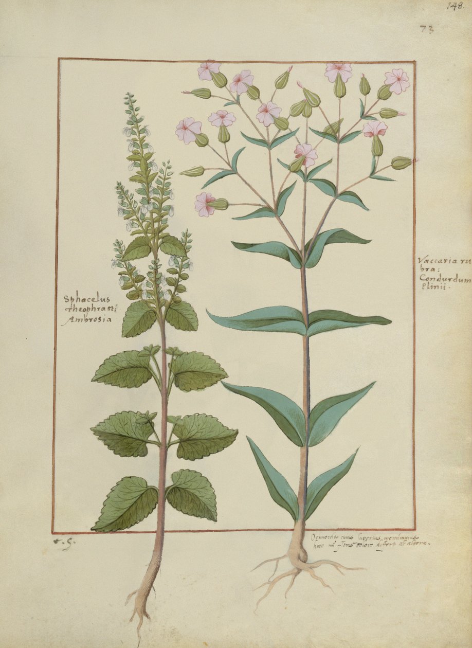 Bayan Fr. Fv VI #1 fol.148r Mattheaus Platearius