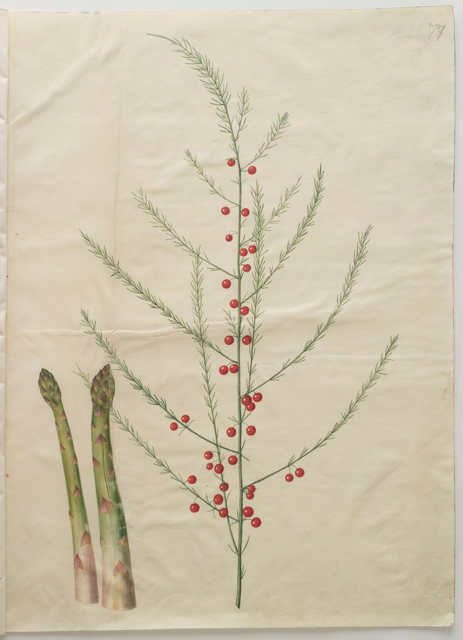 Gottorfer Codex albümünden kuşkonmaz officinalis, c.1650 (parşömen üzerine guaj) by Hans Simon Holtzbecher