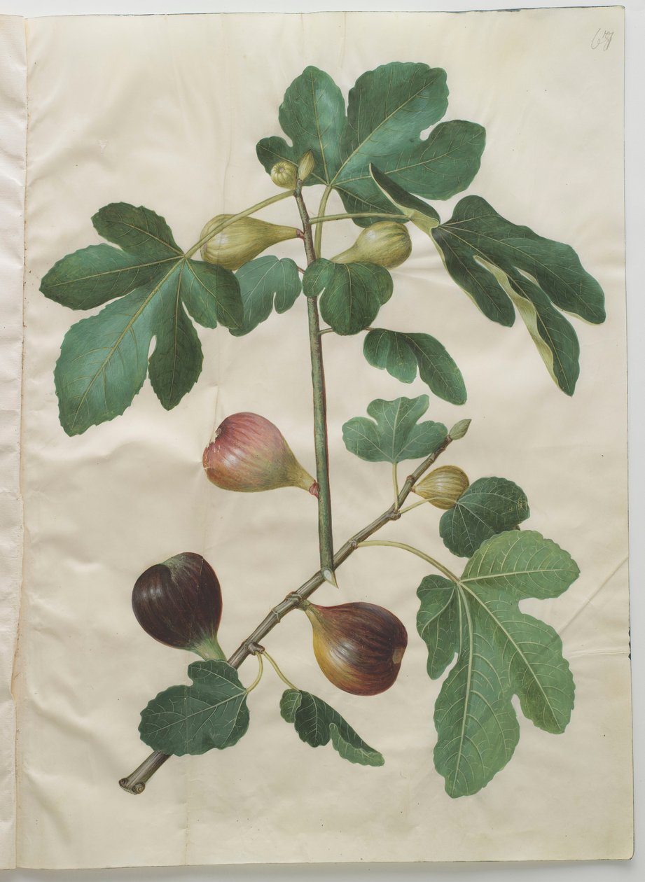 Gottorfer Codex albümünden Ficus carica, c.1650 (parşömen üzerine guaj) by Hans Simon Holtzbecher